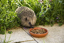 Brown-breasted Hedgehog (Erinaceus europaeus) in garden at feeding bowl, Bavaria, Germany
