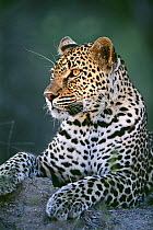 Leopard (Panthera pardus) female, Sabi-sands Game Reserve, South Africa