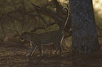 Leopard (Panthera pardus) female marking tree, Sabi-sands Game Reserve, South Africa