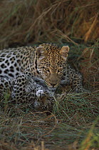 Leopard (Panthera pardus) mother and three month old cub, Sabi-sands Game Reserve, South Africa