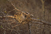Leopard (Panthera pardus) cub in tree, Sabi-sands Game Reserve, South Africa