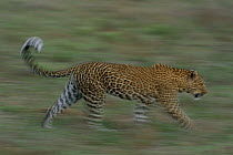 Leopard (Panthera pardus) running, South Africa