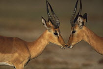 Impala (Aepyceros melampus) males greeting, Chobe National Park, Botswana