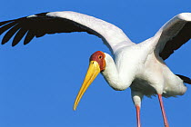 Yellow-billed Stork (Mycteria ibis) spreading wings, Namibia
