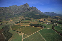 Vineyards in Franshoek Valley, South Africa
