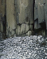 Columnar basalt and cobble, Brier Island, Nova Scotia, Canada