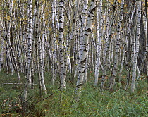 European White Birch (Betula pendula) grove, Cape Breton Highlands National Park, Nova Scotia, Canada