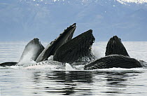 Humpback Whale (Megaptera novaeangliae) group feeding, Chatham Strait, Alaska