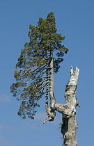 Alerce (Fitzroya cupressoides) with broken top , Alerce Andino National Park, Chile