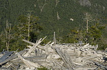 Alerce (Fitzroya cupressoides) debris from logging and shingle operation, Chile