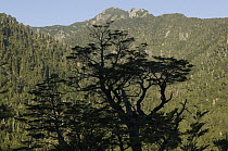 Coihue Tree (Nothofagus dombeyi), Alerce Andino National Park, Chile