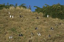 Magellanic Penguin (Spheniscus magellanicus) and Humboldt Penguin (Spheniscus humboldti) breeding colony, Chiloe Island, Chile