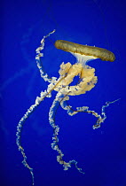 Pacific Sea Nettle (Chrysaora fuscescens), Oregon Coast Aquarium, Oregon