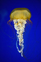 Pacific Sea Nettle (Chrysaora fuscescens), Oregon Coast Aquarium, Oregon