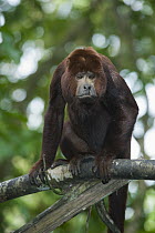 Red Howler Monkey (Alouatta seniculus) male with injured lip, Amazonia, Brazil