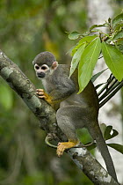 South American Squirrel Monkey (Saimiri sciureus), Rio Negro, Brazil