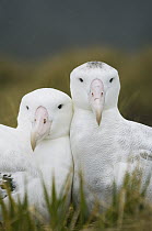 Wandering Albatross (Diomedea exulans) nesting pair, Bird Island, South Georgia Island