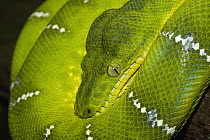 Emerald Tree Boa (Corallus caninus) coiled on branch, native to South America