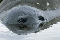 Southern Elephant Seal (Mirounga leonina) weaner pup in pool, South Georgia Island