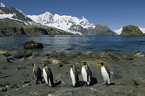 King Penguin (Aptenodytes patagonicus) group among Southern Elephant Seals (Mirounga leonina), South Georgia Island