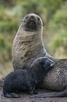 Antarctic Fur Seal (Arctocephalus gazella) female and pup, South Georgia Island