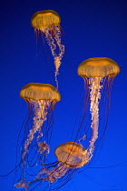 Pacific Sea Nettle (Chrysaora fuscescens) group, Vancouver Aquarium, Vancouver, British Columbia, Canada
