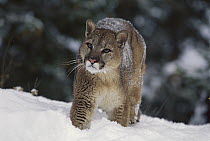 Mountain Lion (Puma concolor) juvenile walking through snow, Montana
