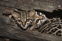 Margay (Leopardus wiedii) mother and kitten resting in log, native to Central and South America