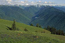 Mule Deer (Odocoileus hemionus) trio grazing on hillside, Olympic National Park, Washington