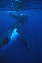 Humpback Whale (Megaptera novaeangliae) mother and calf surfacing, Tonga