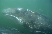 Gray Whale (Eschrichtius robustus) calf, San Ignacio Lagoon, Baja California, Mexico