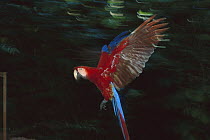 Scarlet Macaw (Ara macao) flying, Tambopata National Reserve, Peru