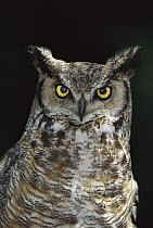Great Horned Owl (Bubo virginianus) portrait, Washington