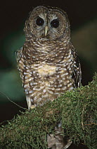 Spotted Owl (Strix occidentalis) portrait, northern California