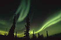 Aurora borealis over boreal forest, Fairbanks, Alaska