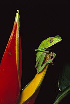 White-lined Leaf Frog (Phyllomedusa vaillanti) on heliconia, Tambopata National Reserve, Peru