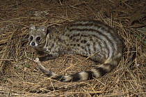 Large-spotted Genet (Genetta tigrina), South Africa