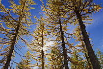 Subalpine Larch (Larix lyallii) trees in fall, Alpine Lakes Wilderness, Washington