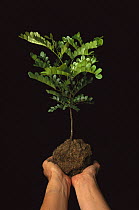 Pau Brasil (Caesalpinia echinata) tree sapling held by human, Brazil