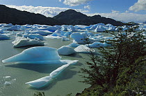 Icebergs in lagoon, Torres del Paine National Park, Patagonia, Chile