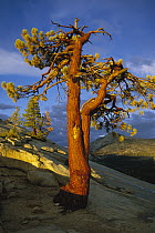 Jeffrey Pine (Pinus jeffreyi) at sunset, Yosemite National Park, California