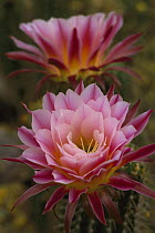 Torch Cactus (Trichocereus sp) flowers, Arizona-Sonora Desert Museum, Tucson, Arizona