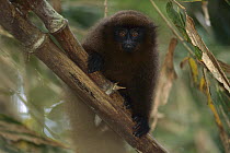Urubamba Brown Titi Monkey (Callicebus urubambensis) juvenile, Tambopata National Reserve, Peru