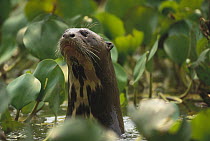 Giant River Otter (Pteronura brasiliensis) peeking out of water amid Common Water Hyacinth (Eichhornia crassipes) plants, Pantanal, Brazil