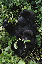 Mountain Gorilla (Gorilla gorilla beringei) mother and baby feeding, Rwanda