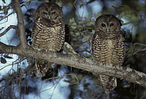 Spotted Owl (Strix occidentalis) pair, northern California