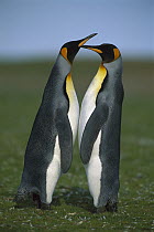 King Penguin (Aptenodytes patagonicus) pair courting, Volunteer Point, Falkland Islands