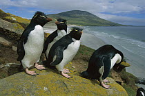 Rockhopper Penguin (Eudyptes chrysocome) group, Falkland Islands