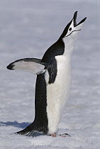 Chinstrap Penguin (Pygoscelis antarctica) calling, South Sandwich Island, Antarctica