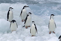 Chinstrap Penguin (Pygoscelis antarctica) group on ice, South Sandwich Islands, Antarctica